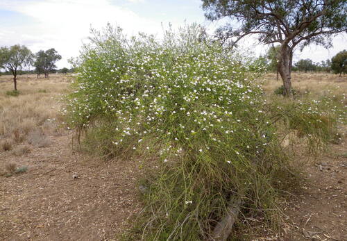 twiggy emu-bush (Eremophila polyclada)