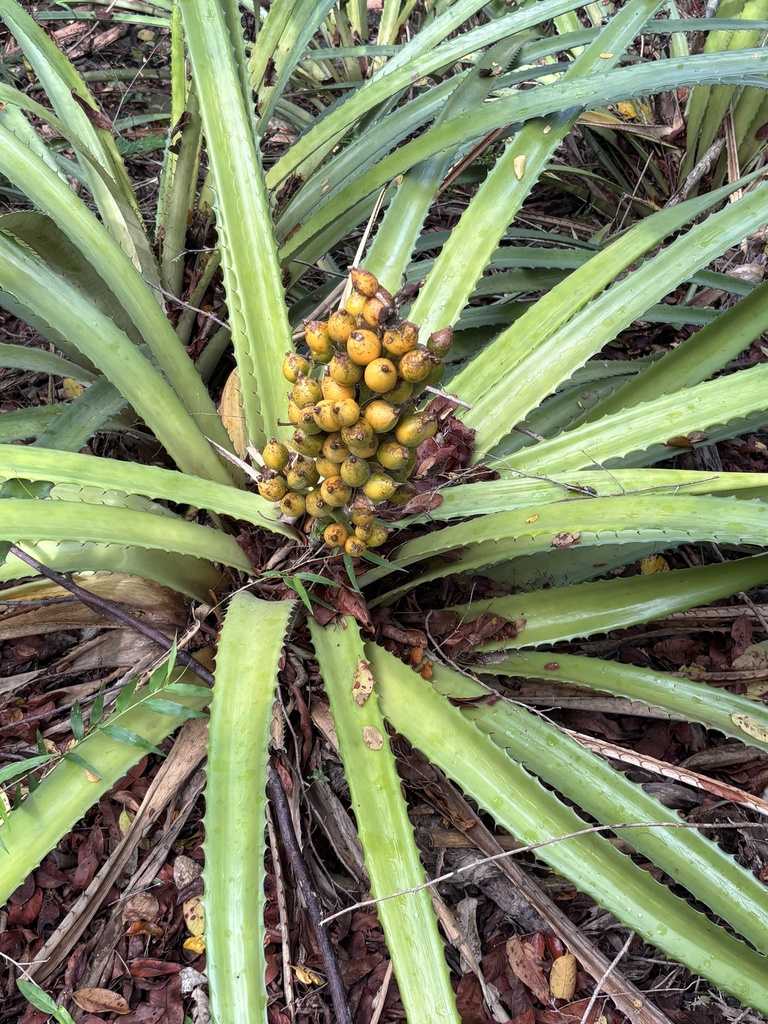 Bromelia pinguin, Virgin Islands National Park, St. John, United States Virgin Islands, US