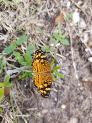 Anthanassa frisia
