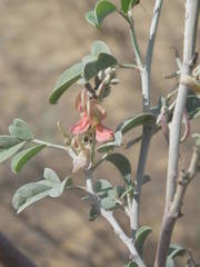 Indigofera oblongifolia