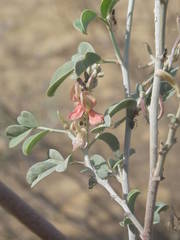 Indigofera oblongifolia