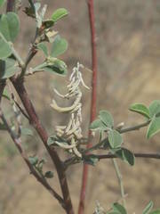 Indigofera oblongifolia