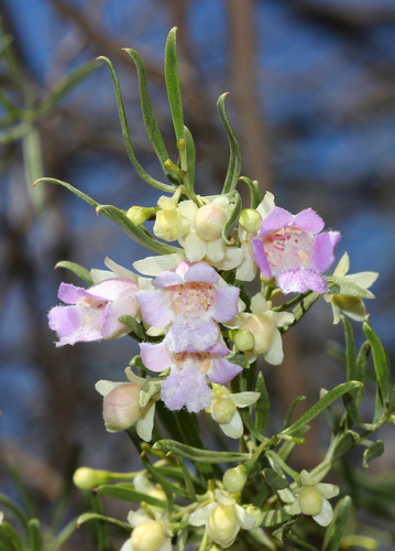 Eremophila sturtii, photograph 4