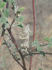 Indigofera oblongifolia