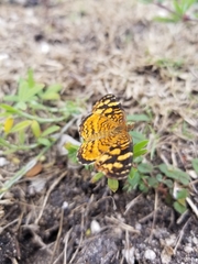 Anthanassa frisia