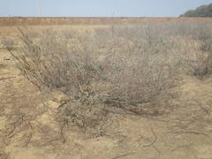 Indigofera oblongifolia