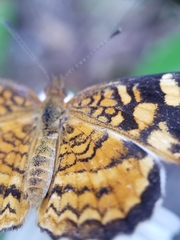 Anthanassa frisia