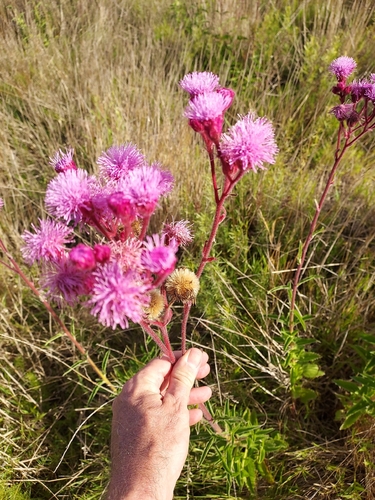 Pompom Weed
