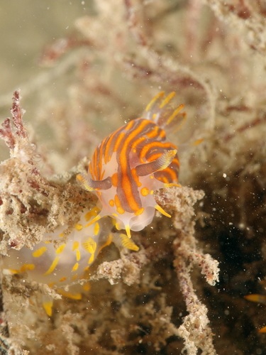 Polycera quadrilineata