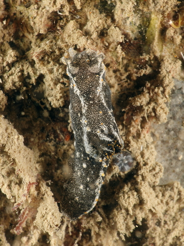 Polycera hedgpethi