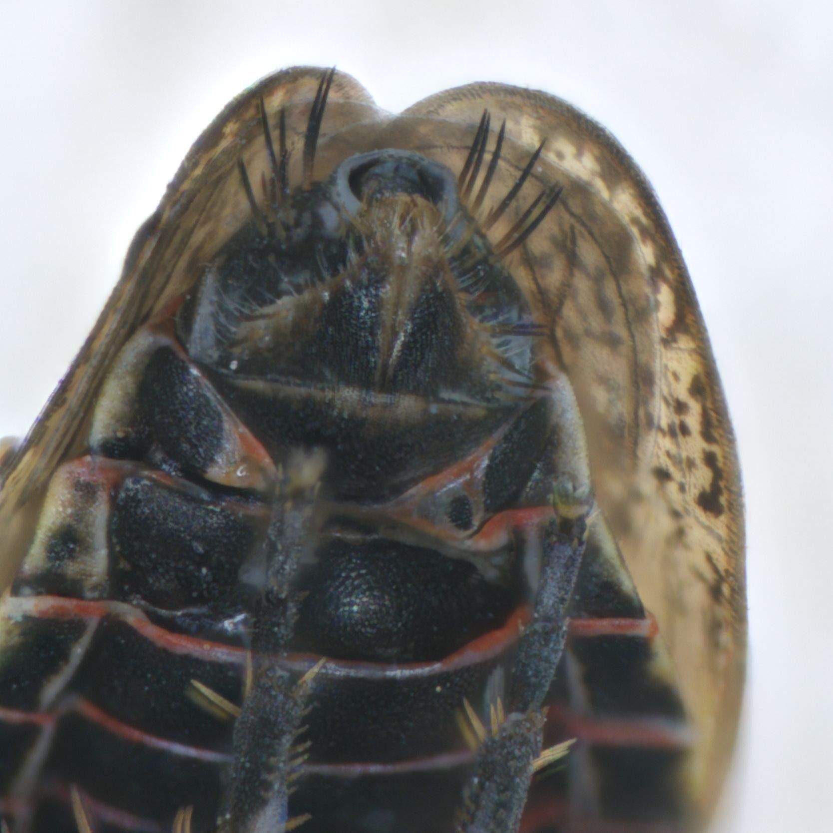 Eessel Insect Euscelis incisus | Insect Vectors of Plant Disease