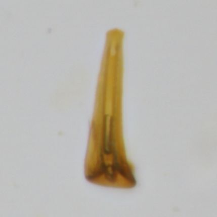 Eessel Insect Euscelis incisus | Insect Vectors of Plant Disease