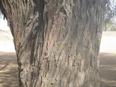 Acacia nilotica subsp. tomentosa image