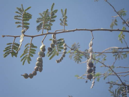 Acacia nilotica subsp. tomentosa image