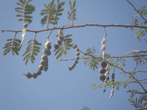 Acacia nilotica subsp. tomentosa image