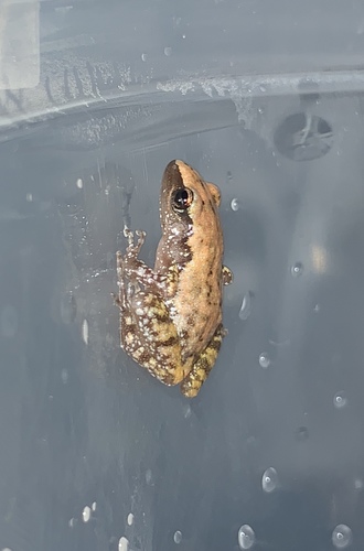 Rio Grande Chirping Frog