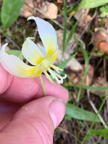 Erythronium multiscapideum, photograph 6