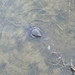 Painted Turtle from Philadelphia on March 11, 2026 at 06:17 PM by wsschwenk
