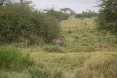 Tragelaphus imberbis