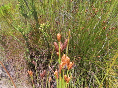 Nevillea obtusissima