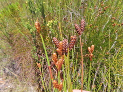 Nevillea obtusissima