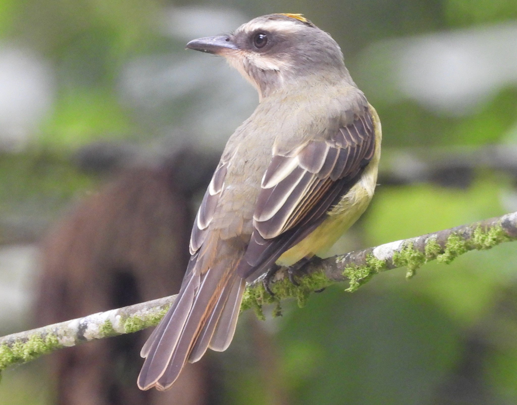 Golden-crowned Flycatcher (Myiodynastes chrysocephalus), photo 1