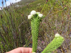 Berzelia rubra
