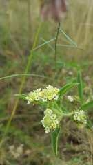 Lippia rehmannii