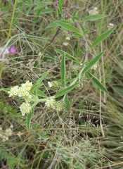 Lippia rehmannii