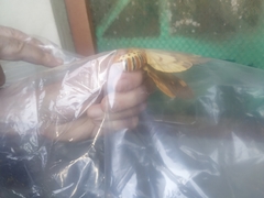 Citheronia bellavista