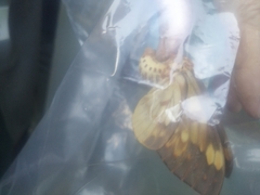 Citheronia bellavista