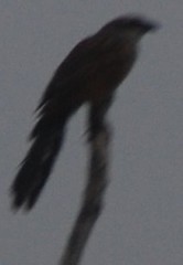 Centropus superciliosus