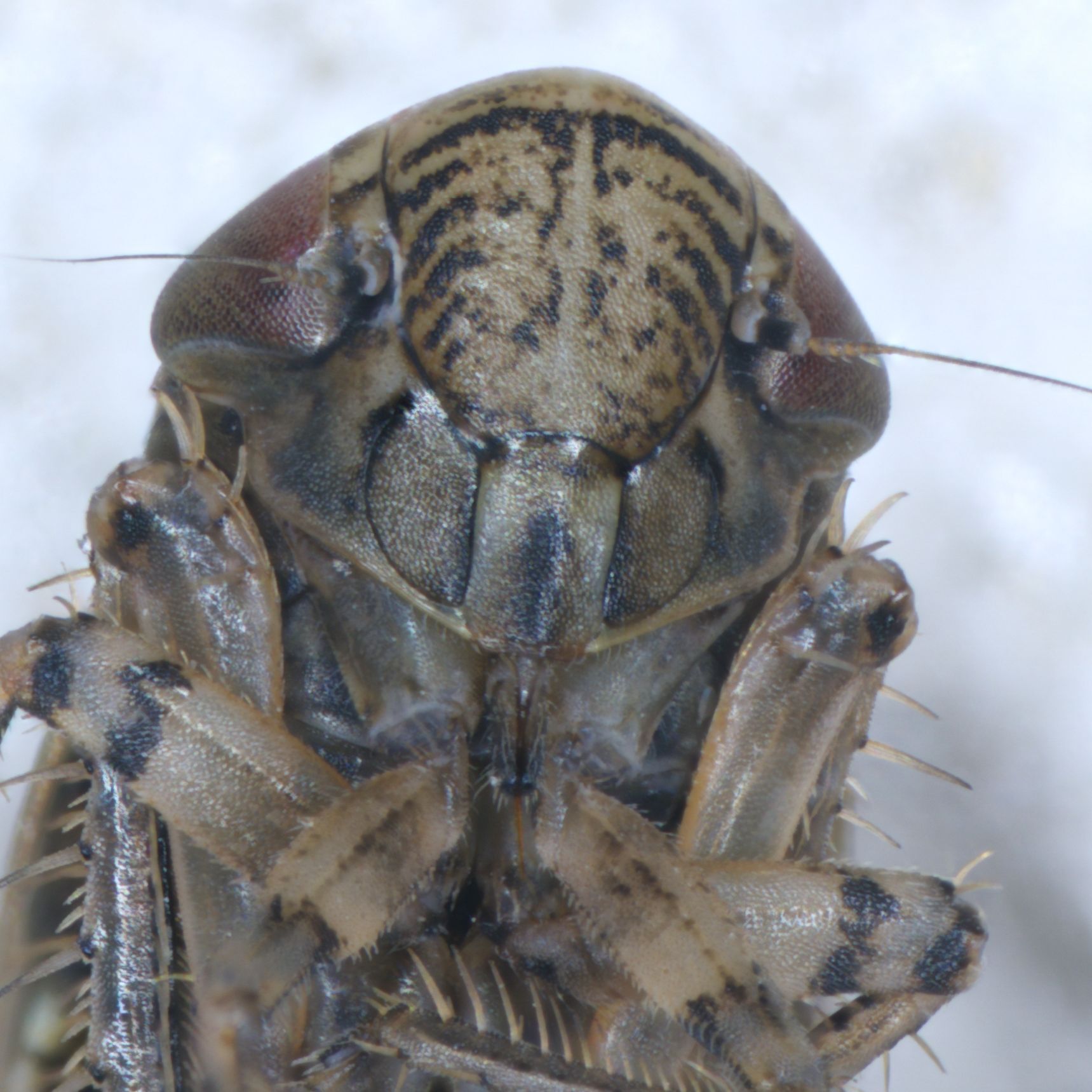 Eessel Insect Euscelis incisus | Insect Vectors of Plant Disease
