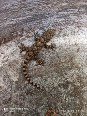 Tarentola mauritanica mauritanica