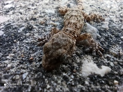 Tarentola mauritanica mauritanica