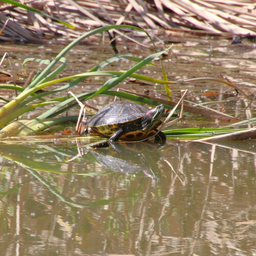 iNaturalist observation photo of Red-eared Slider