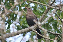 Turdus merula