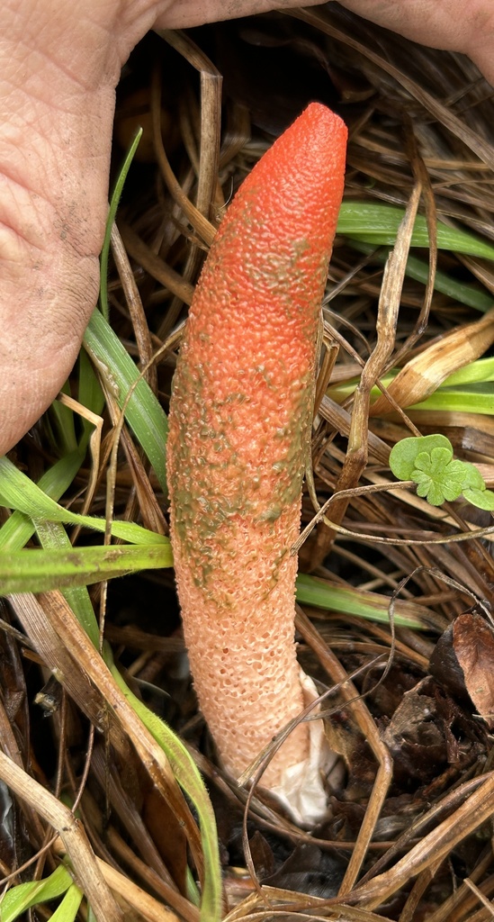 Mutinus elegans · March 2026 · photo: © northcut1 (iNaturalist, cc-by)