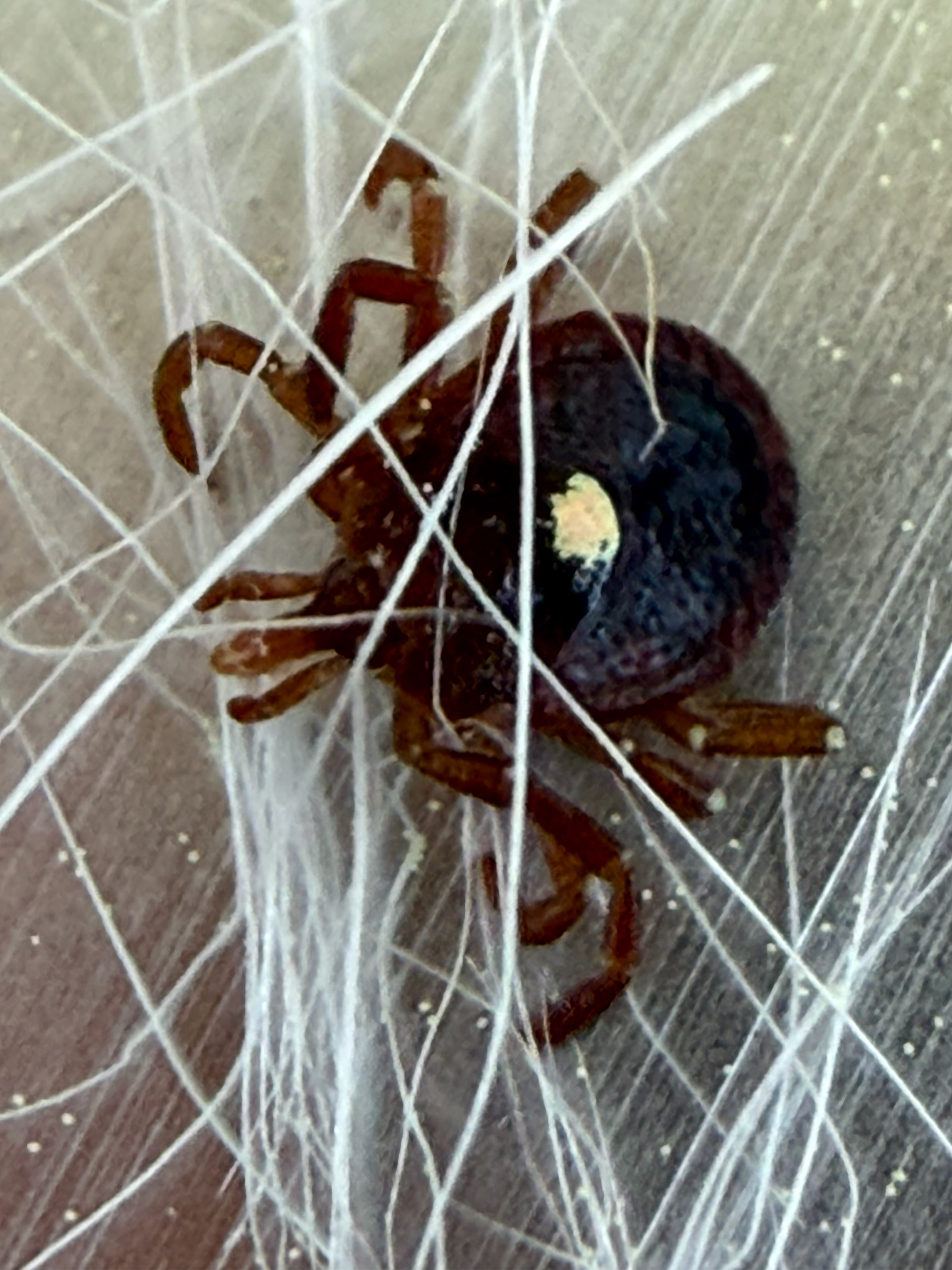 Amblyomma americanum Linnaeus, 1758