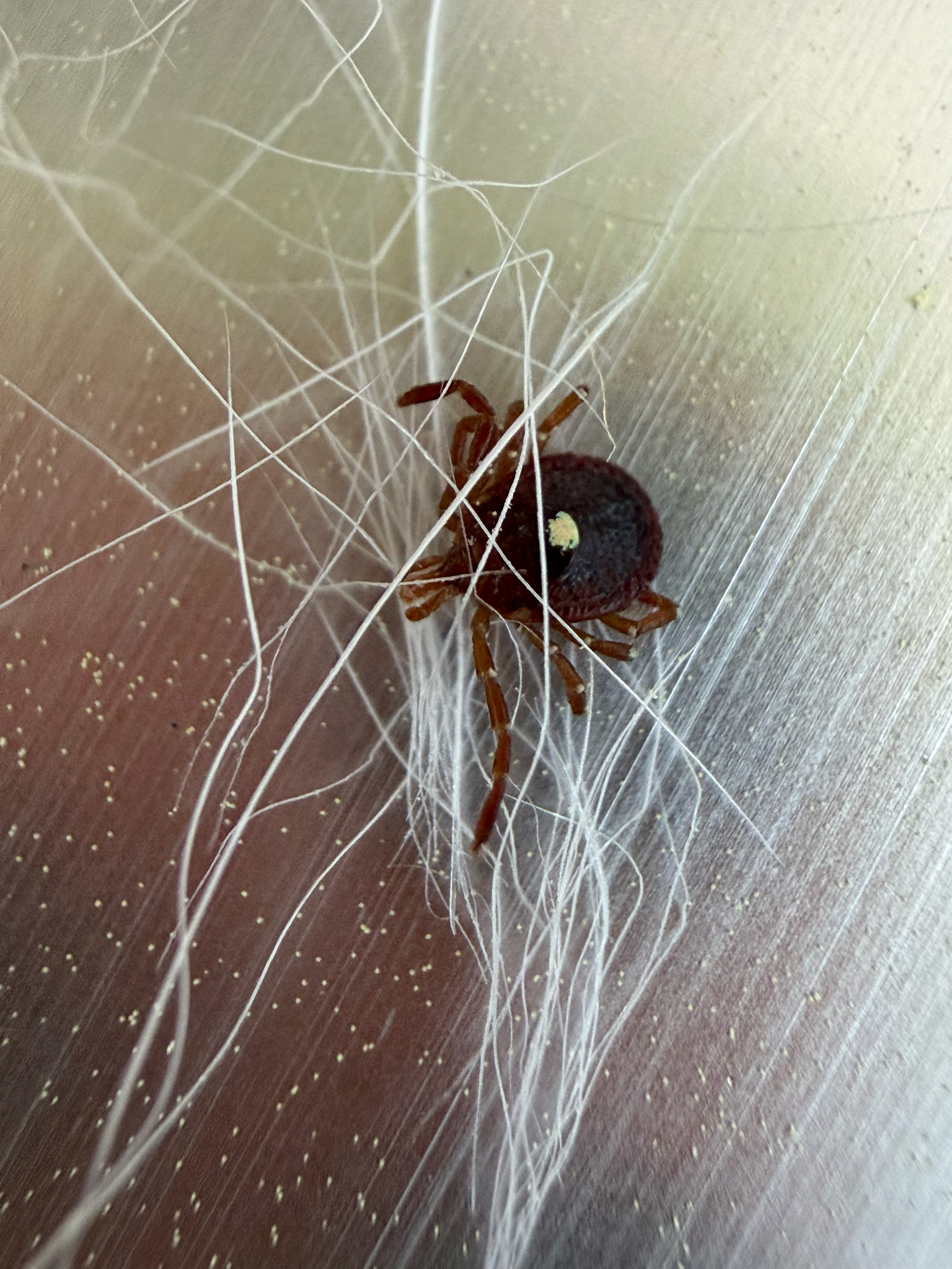 Amblyomma americanum Linnaeus, 1758