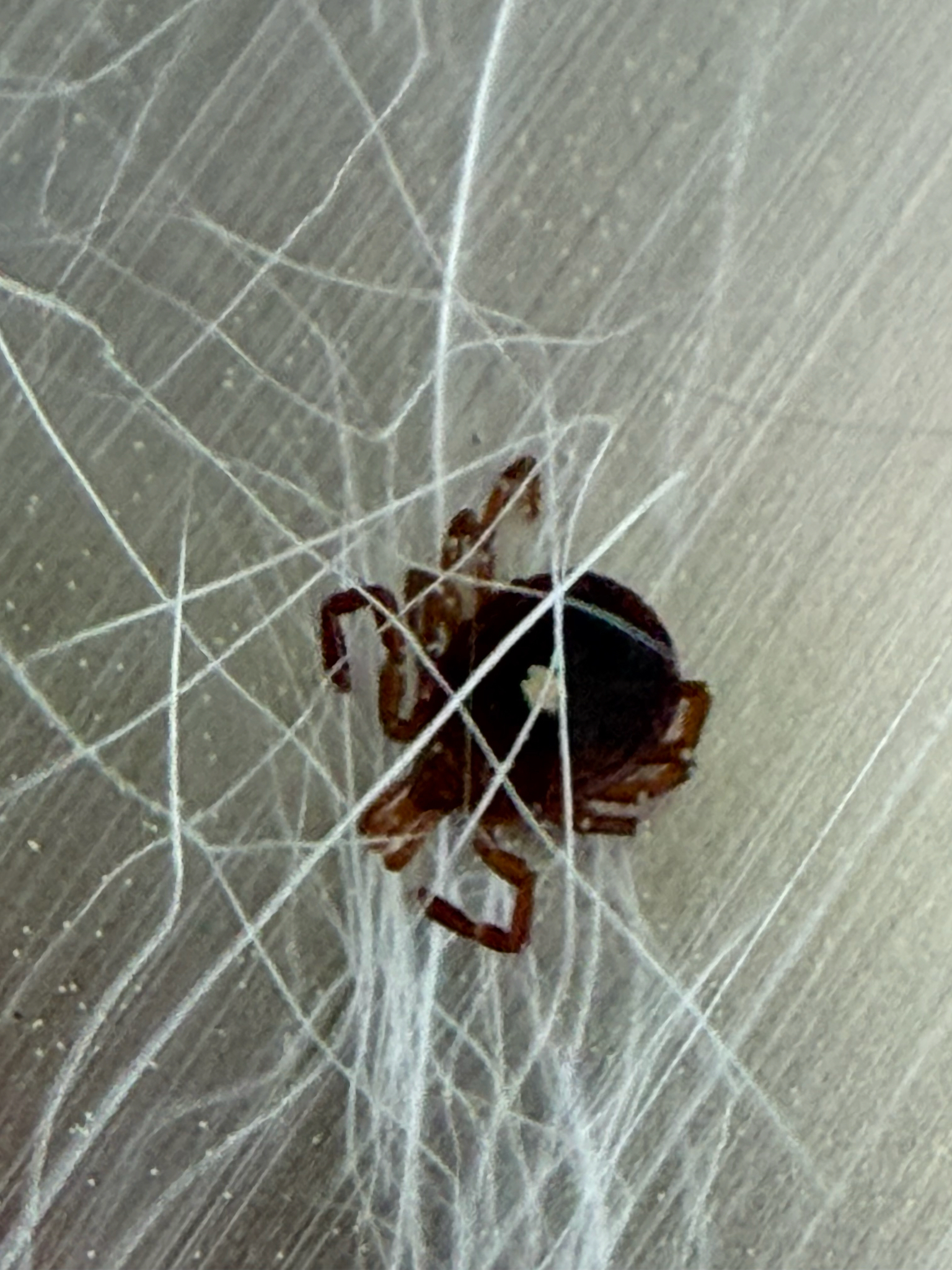 Amblyomma americanum Linnaeus, 1758