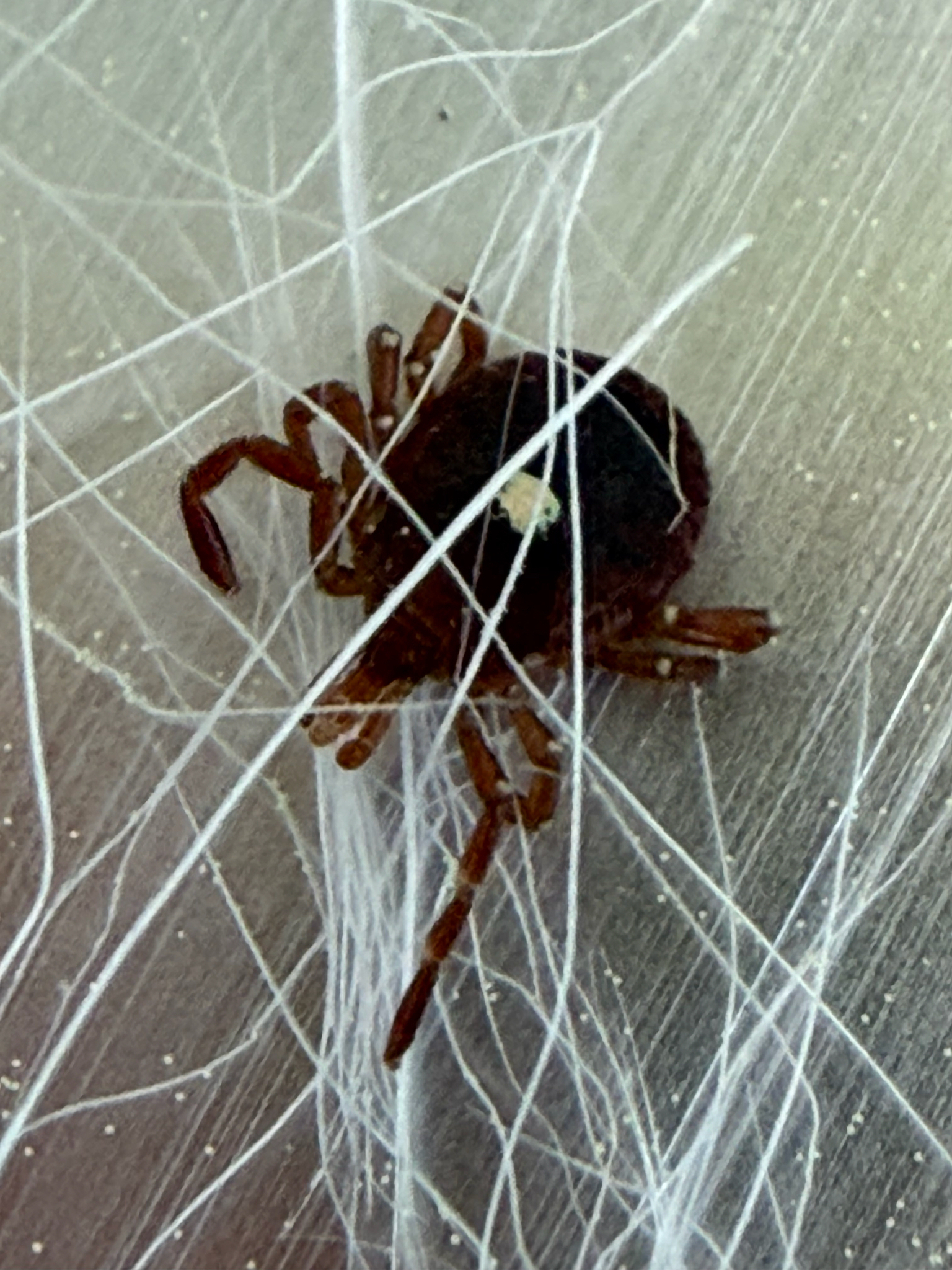 Amblyomma americanum Linnaeus, 1758