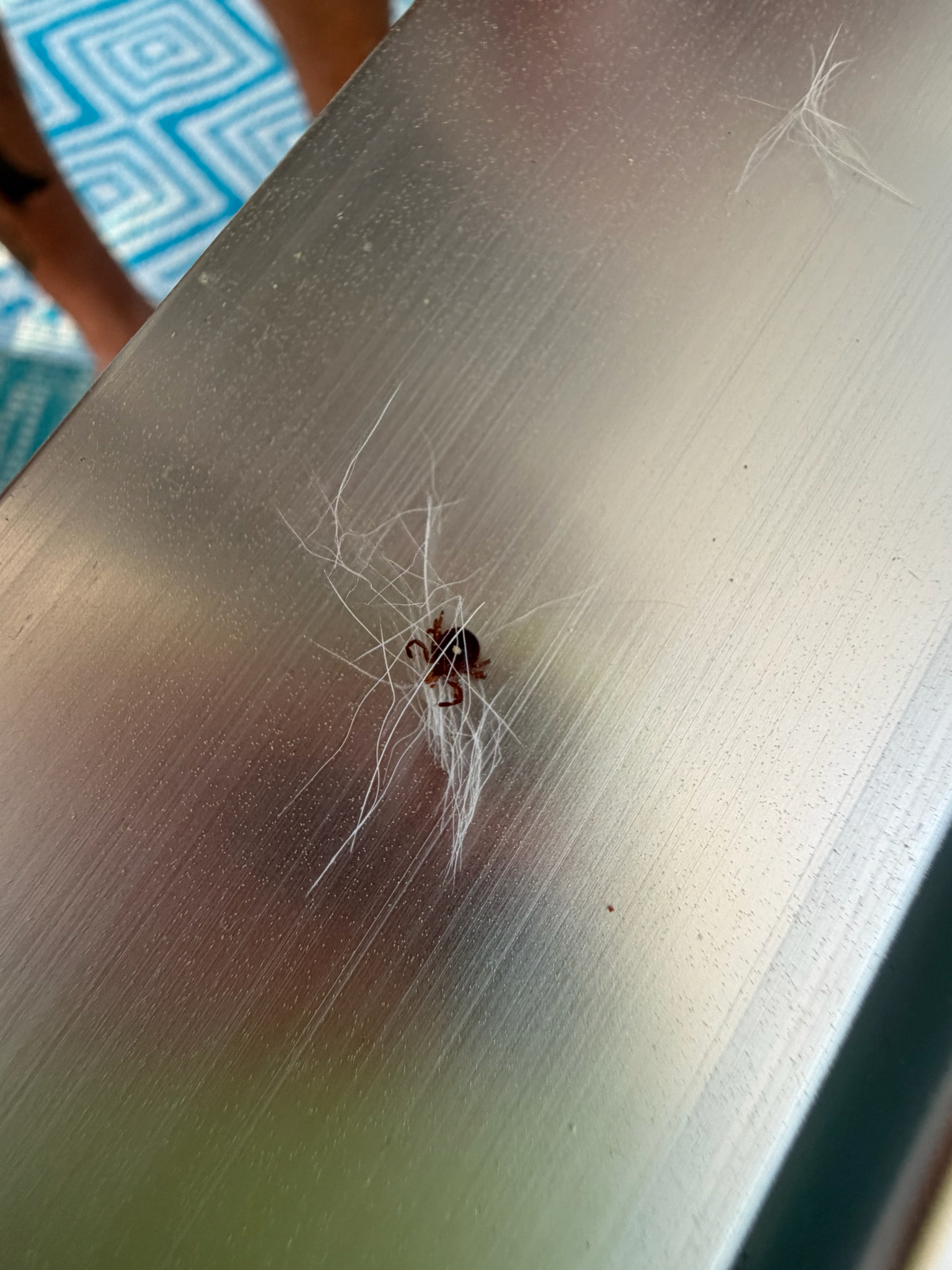 Amblyomma americanum Linnaeus, 1758