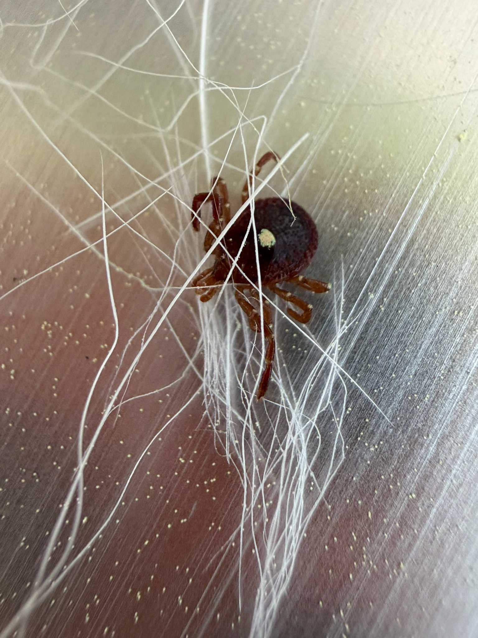 Amblyomma americanum Linnaeus, 1758