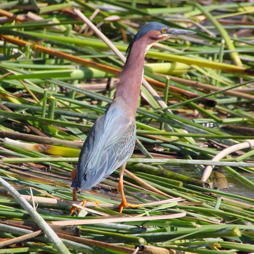 iNaturalist observation photo of Green Heron