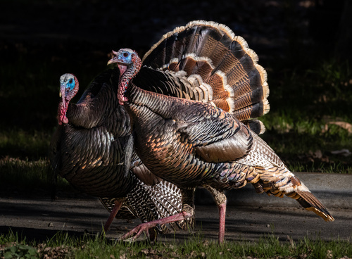 Wild Turkey photographed in California