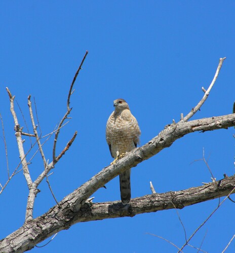 iNaturalist observation photo of Cooper's Hawk