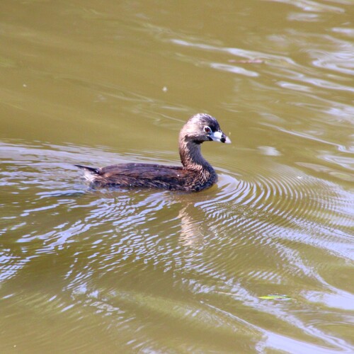 iNaturalist observation photo of Pied-billed Grebe