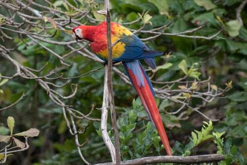 Scarlet Macaw