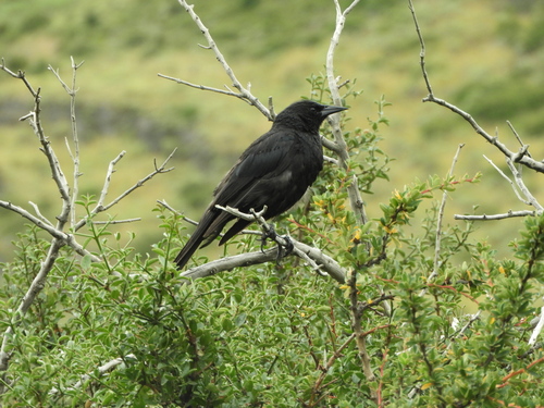 Austral Blackbird (Curaeus curaeus), photo 8